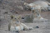 lion of the year
