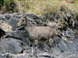 Nilgiri Tahr (Hemitragus hylocrius) at Eravikulam National Park