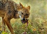 Eurasian Golden Jackal