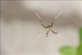 Widlife-Spider