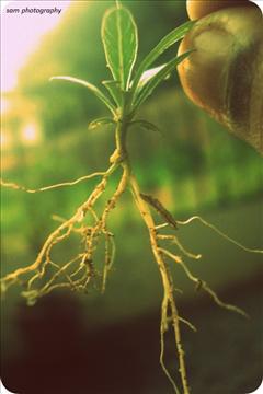 save+plants