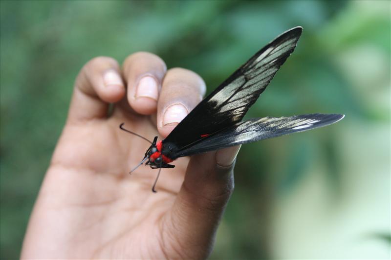want to fly