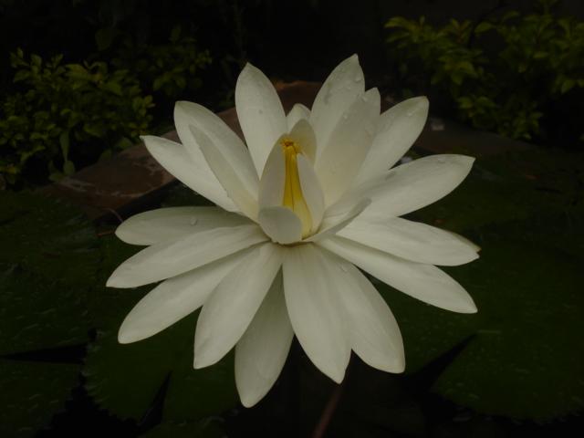 Lovely Lotus