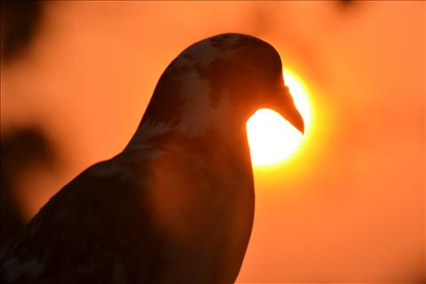 lonely bird under sunset