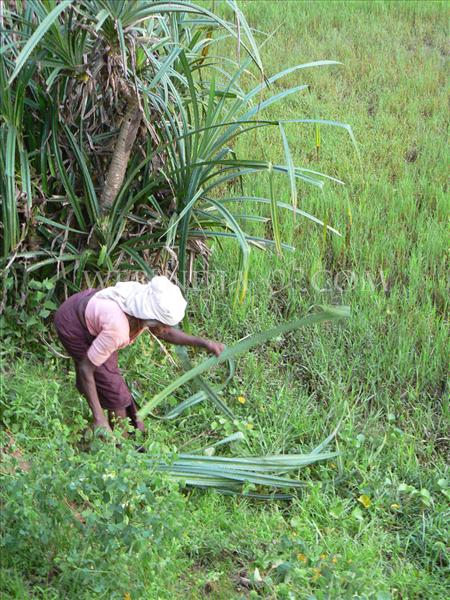 A woman Farmer - Kerala