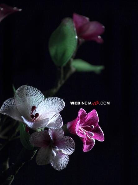 Stockings Flower