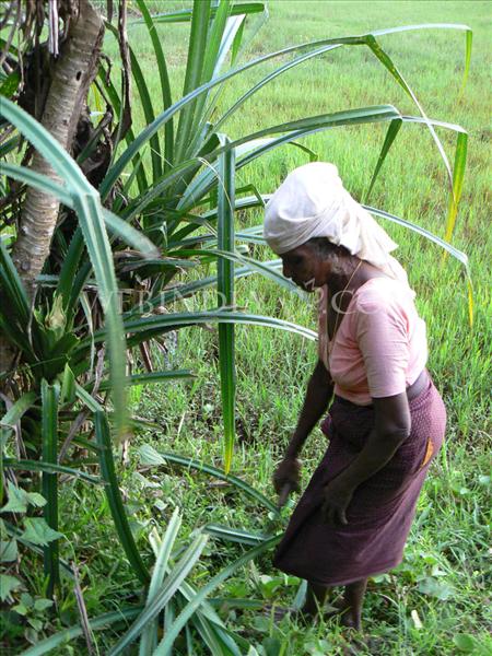 A woman Farmer - Kerala