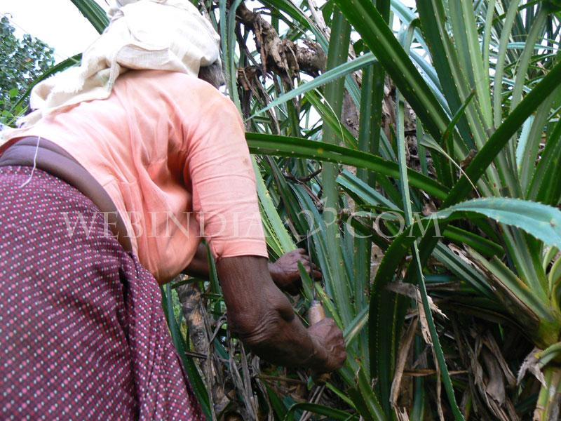 A female Farmer - Kerala