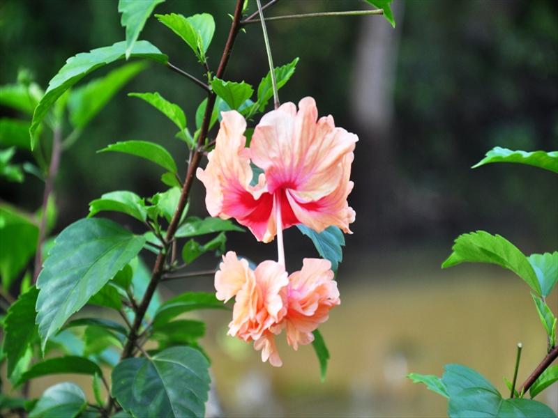 Hibiscus