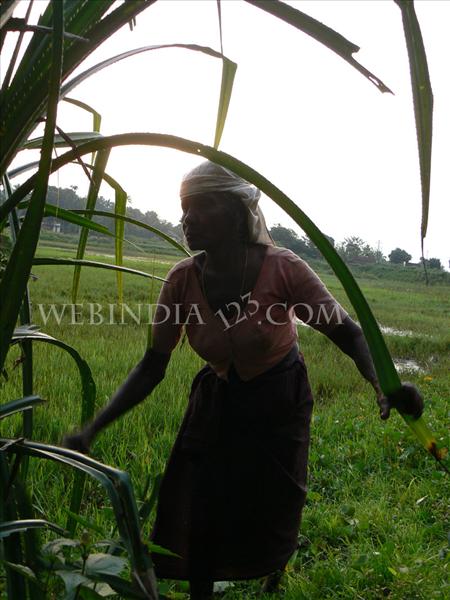 A female Farmer - Kerala