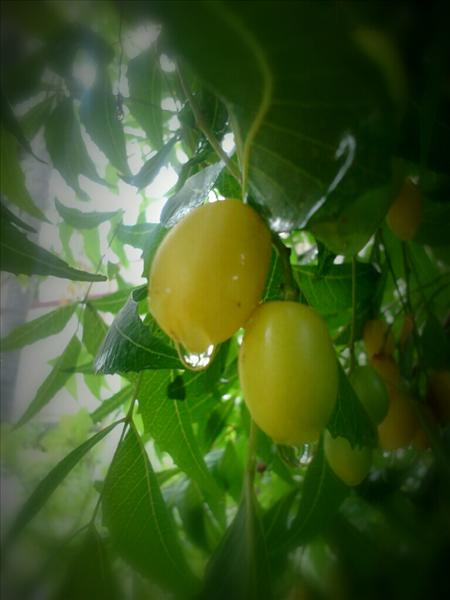neem fruits
