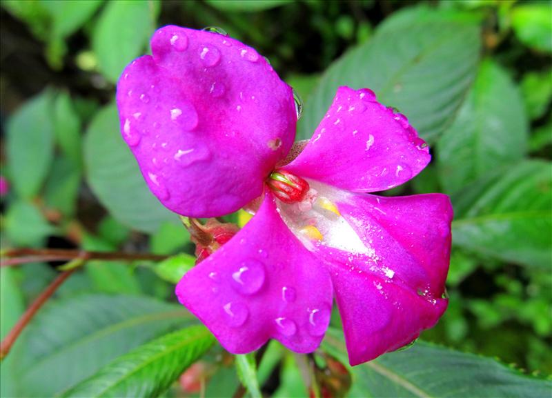 Rain Drop