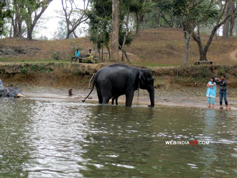 Dubare Elephant Camp