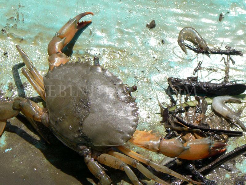 Crab