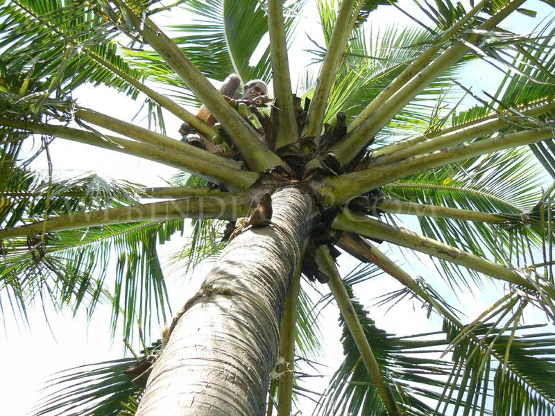 Coconut plant - Kerala