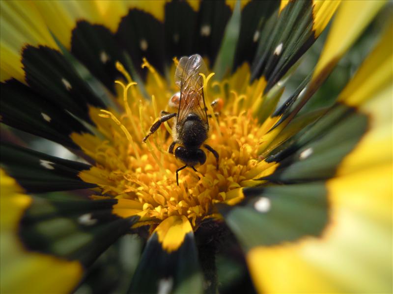 Busy bee on mission