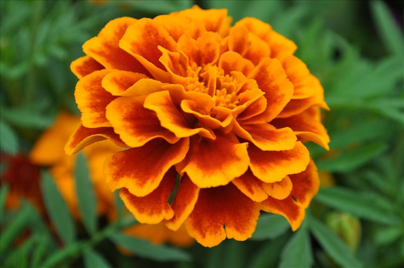 Red Orange Fringed Marigold