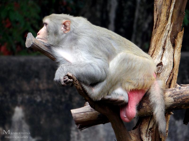 sad monkey