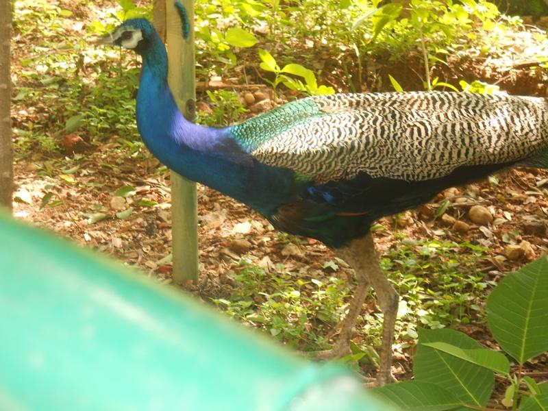 Sri Chamarajendra Zoological Gardens, Mysore