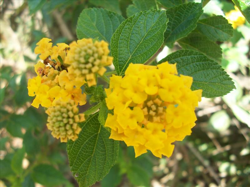 yellow flower