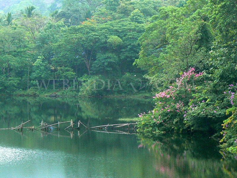 Salim Ali Bird sanctuary or Thattekkadu - Kerala