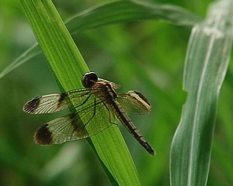 Flys