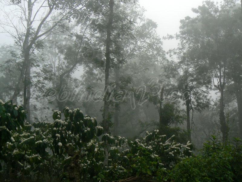 Misty Wayanad - Kerala