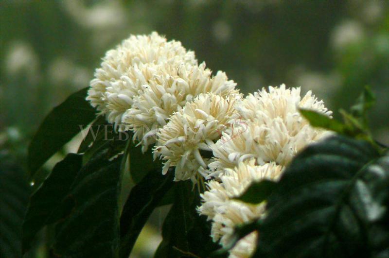 Coffee Flowers - Kerala