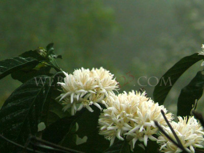 Coffee Flowers - Kerala