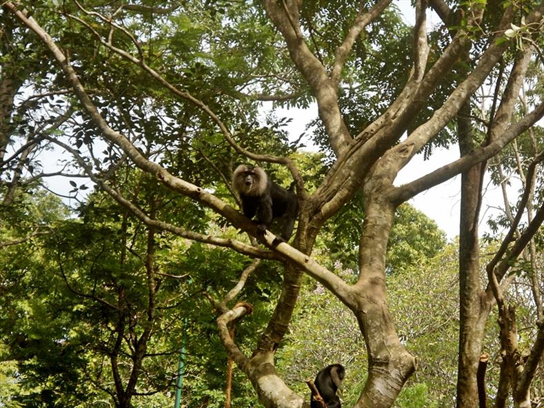 Monkeys at Thiruvananthapuram Zoo