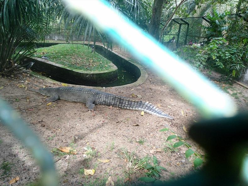 Crocodile at The Zoological Park