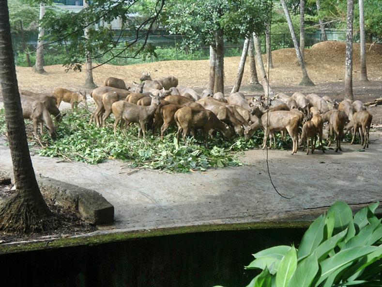 Deers at Thiruvananthapuram Zoo