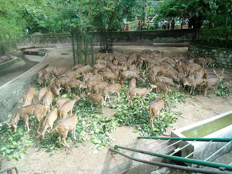 Deers at Thiruvananthapuram Zoo