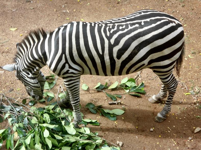 Zebra at Thiruvananthapuram Zoo