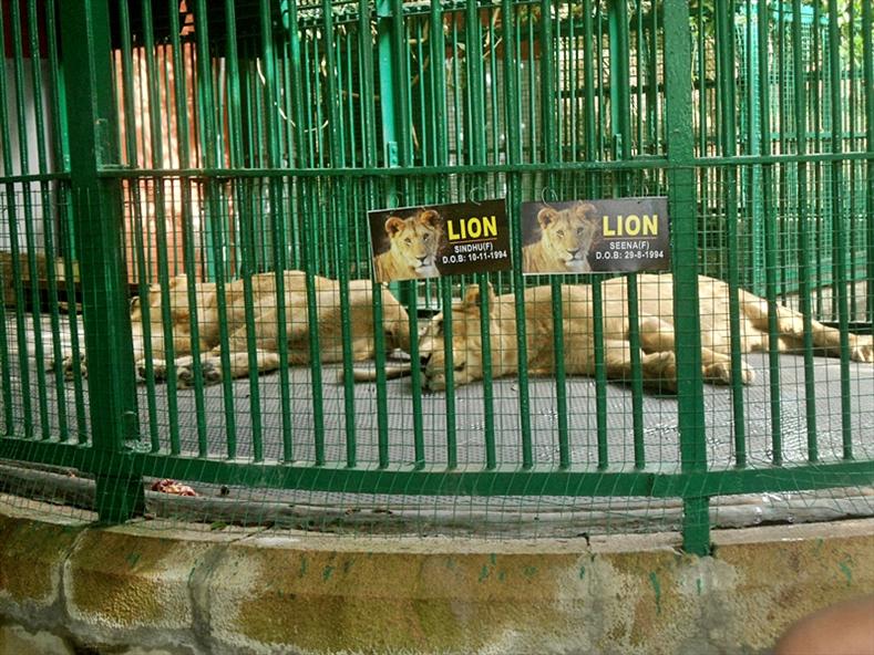 Lions at Thiruvananthapuram Zoo