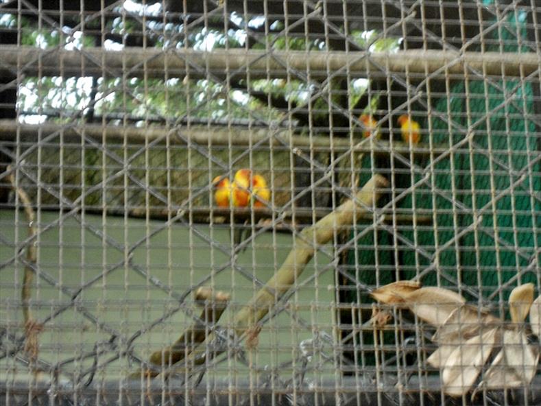 Love Birds at Thiruvananthapuram Zoo