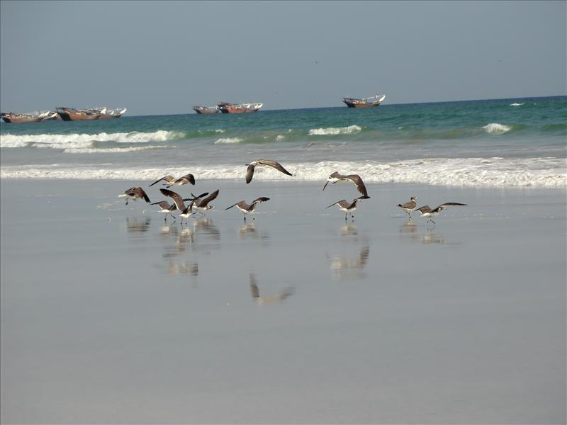 Sea Birds
