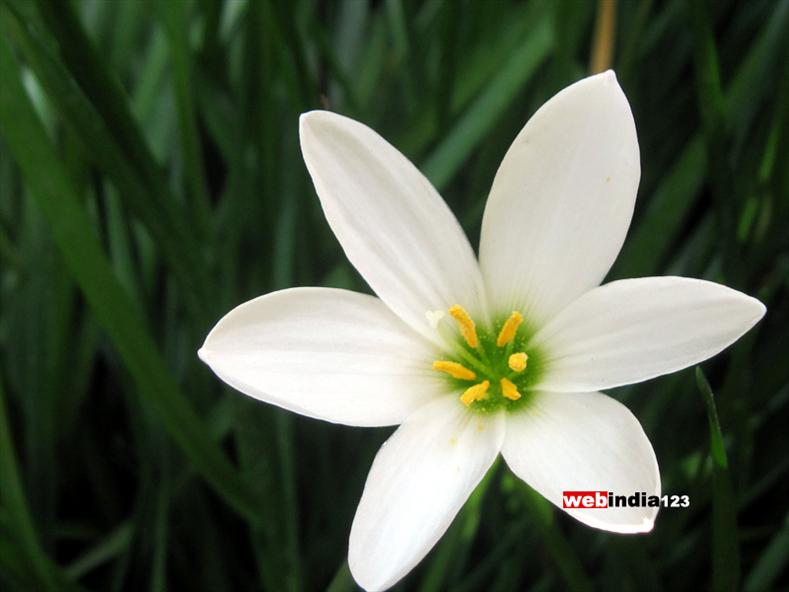 Dwarf white bauhinia