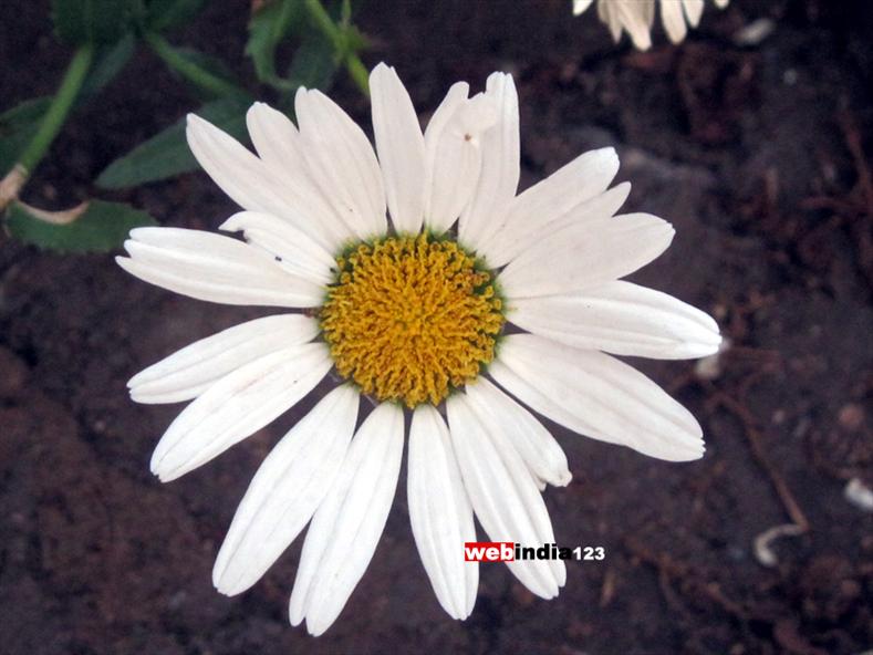 White Flower