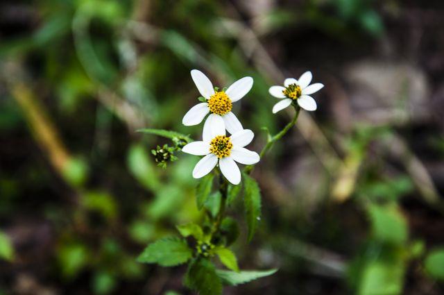 Little Flowers
