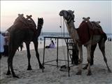 Camels at Malpe Beach