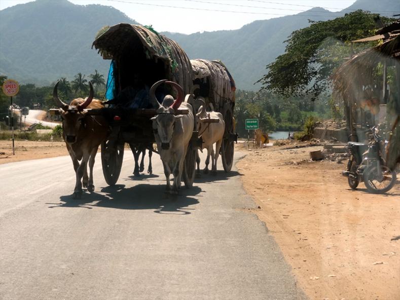 Bullock Cart in Gudalur