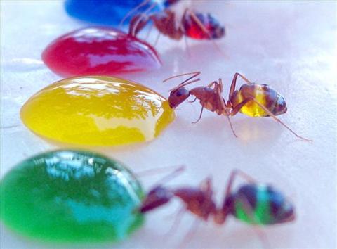 3 ants enjoying juice