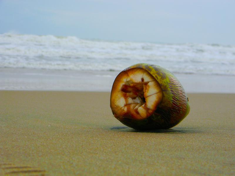 The hardness of Coconut