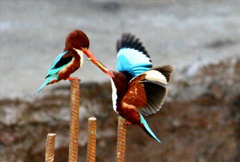 THE KINGFISHERS WITH A CATCH