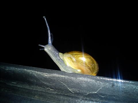 Butiful Snail