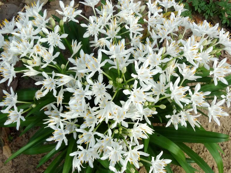 White Lily of the Nile