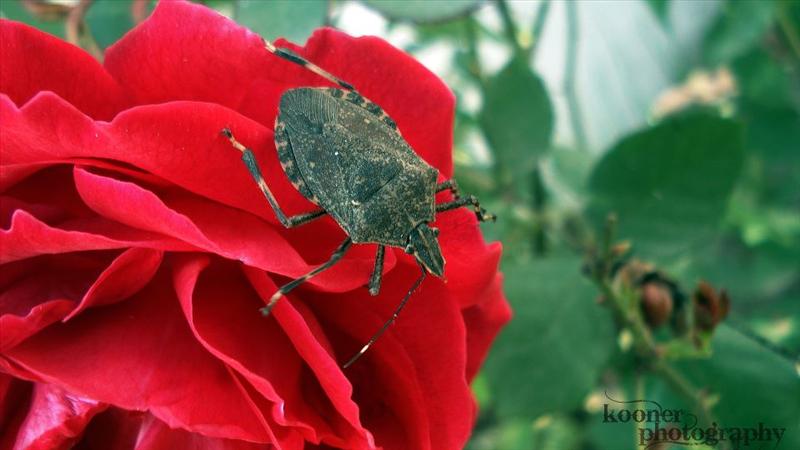 insect on rose