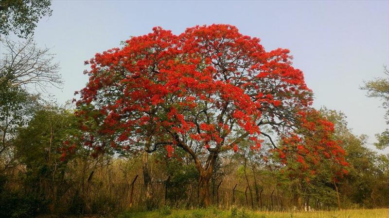 GULMOHAR AT PATNA