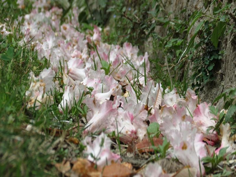 Flower`s Carpet